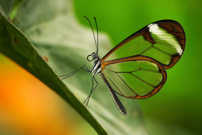 Glasswing Butterfly (greta morgane)